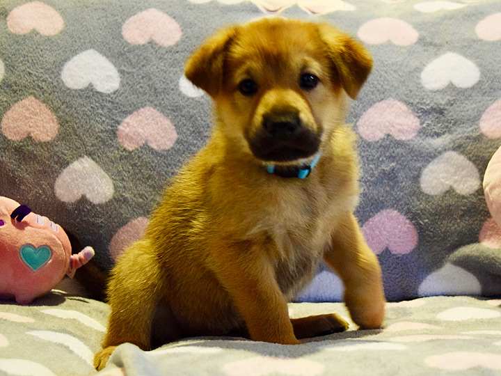 chinook puppy